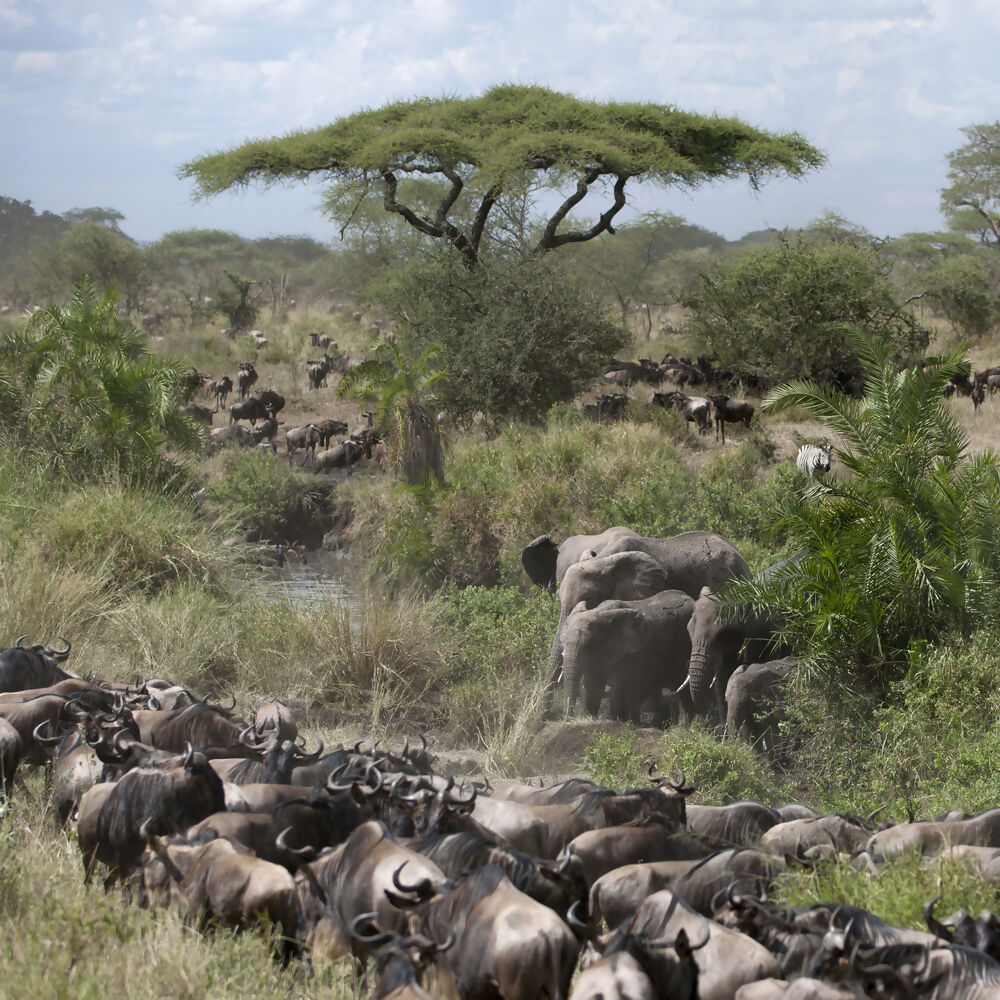 10 interesting facts about the Serengeti Migration