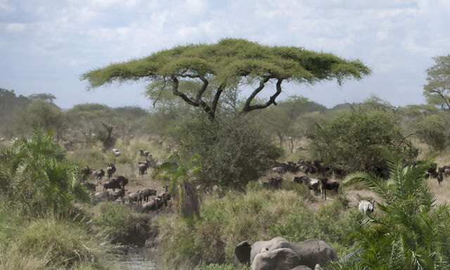 10 interesting facts about the Serengeti Migration