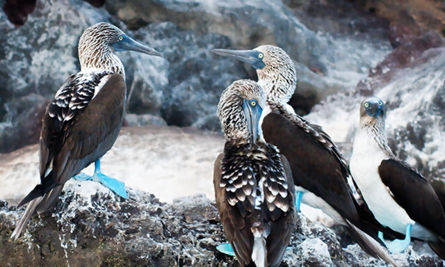 Galapagos Encounters: You Will See These 4 Animals